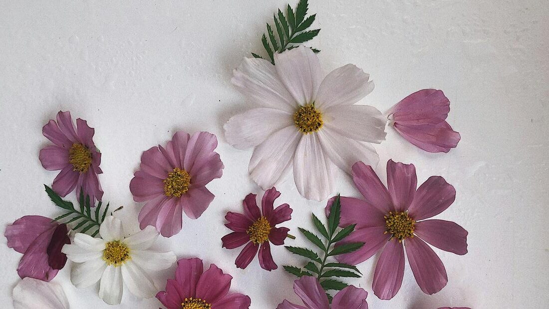 cosmos flower