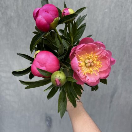 peonias nacionales