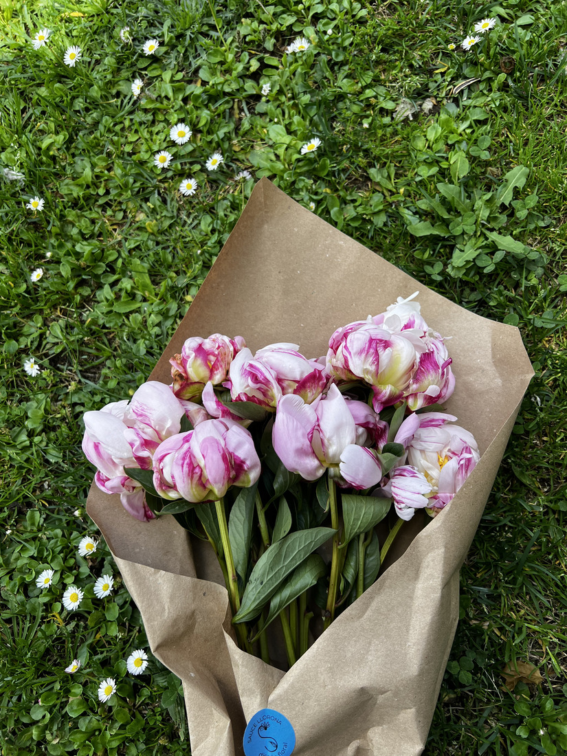 peonia nacional