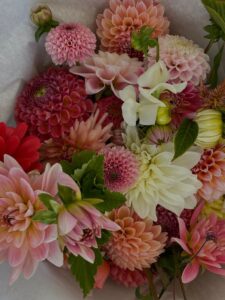 dalias colores