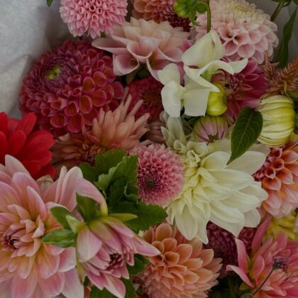 dalias colores