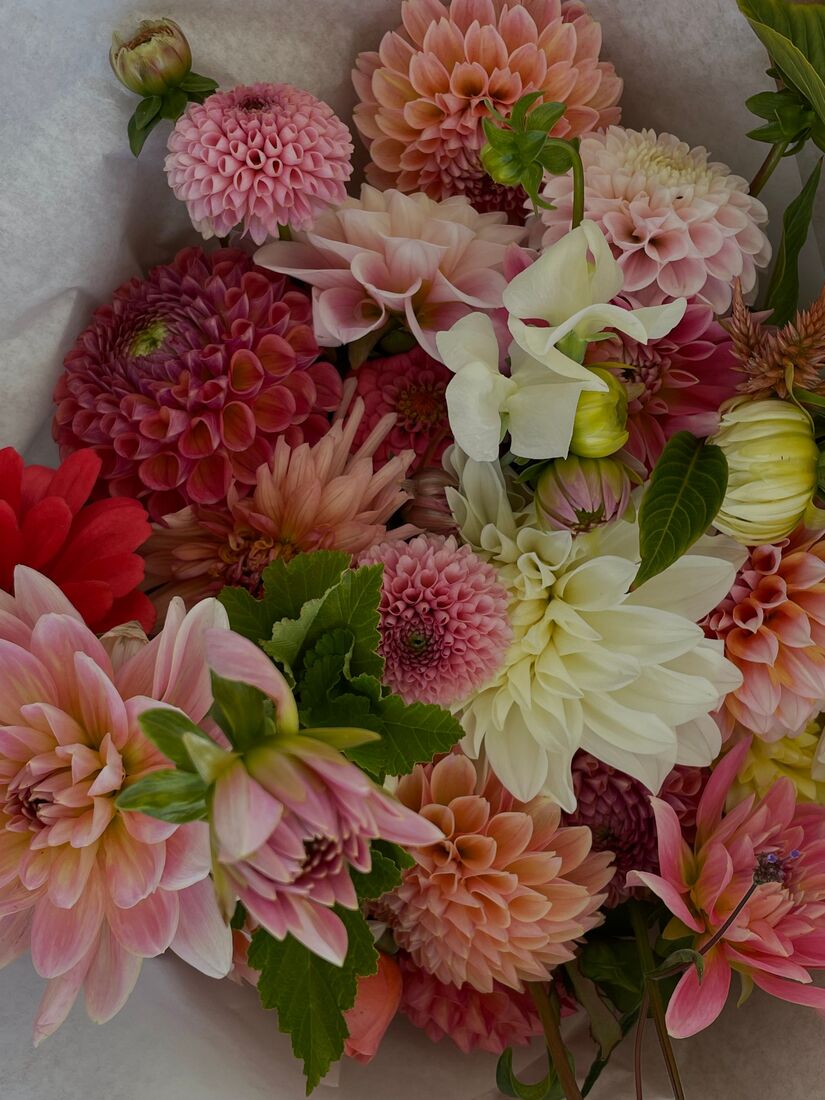dalias colores
