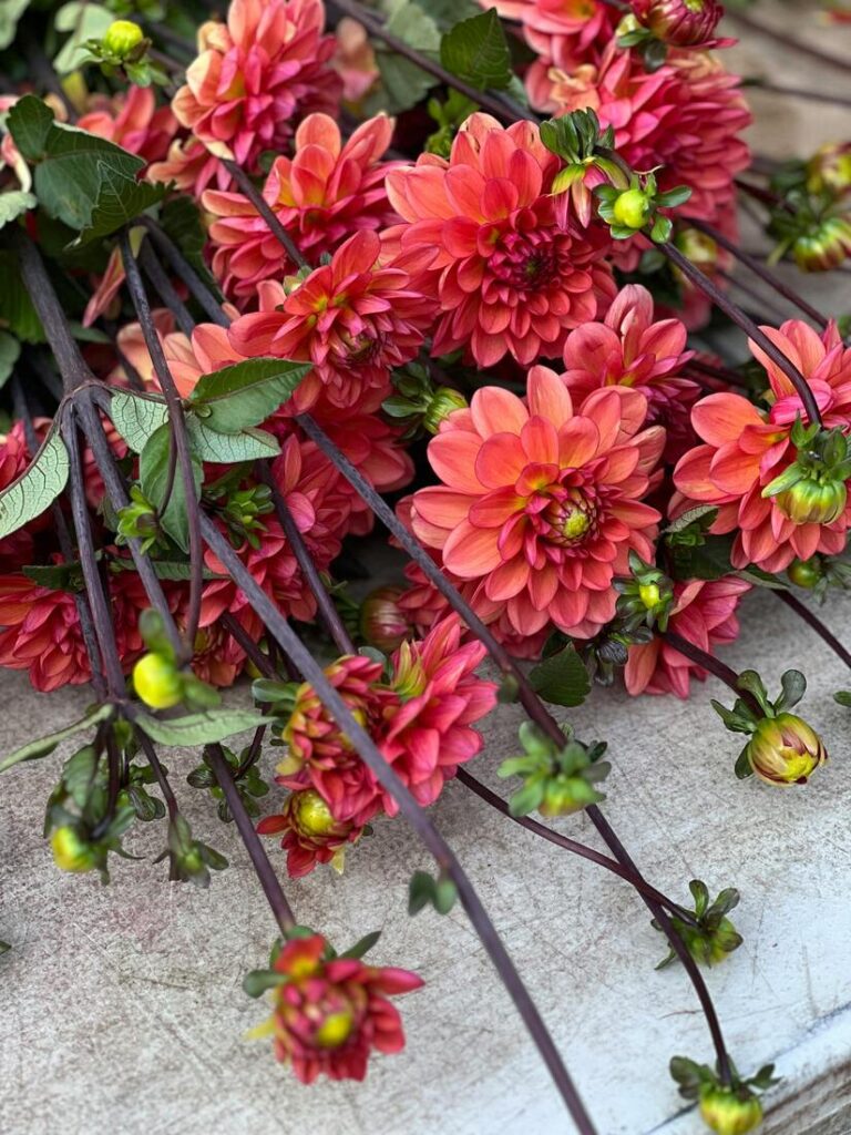 dalias verano