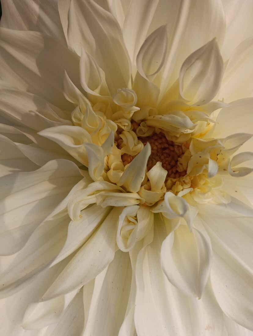 dalia blanca